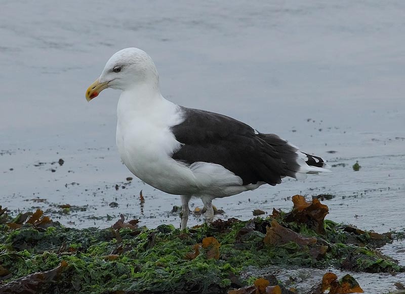 GBBGull-60563465