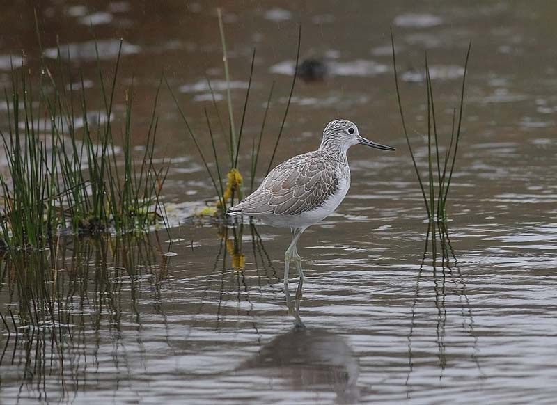 Greenshank-62563472