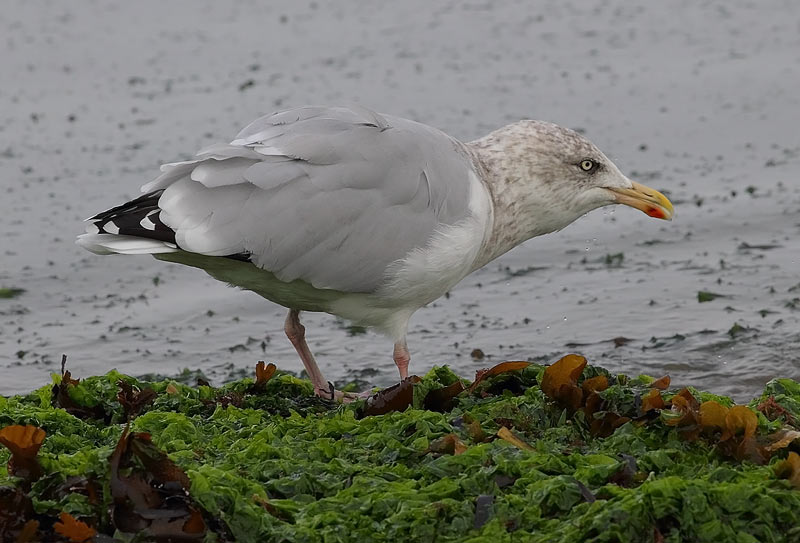 Herring-Gull-60983466