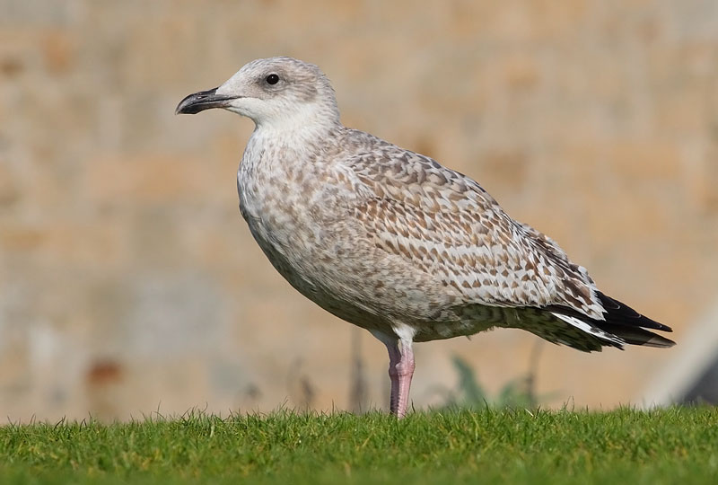 Herring-Gull-64353476
