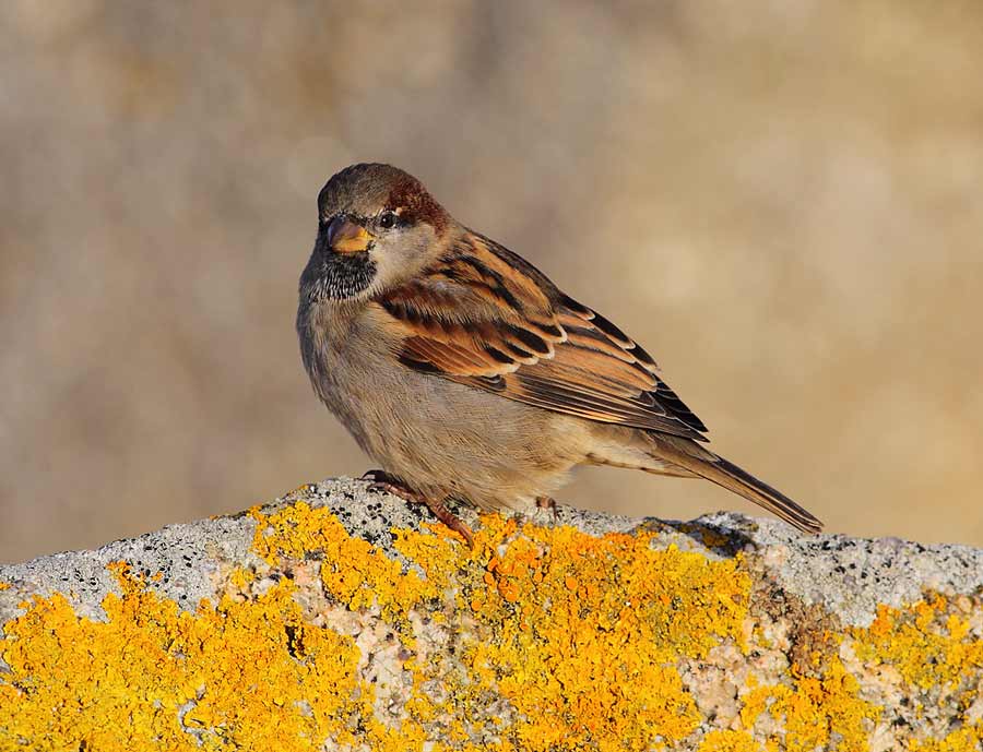 House-Sparrow-60213462