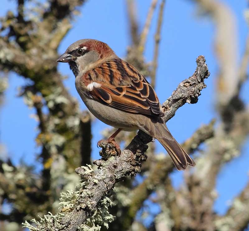 House-Sparrow-64443477