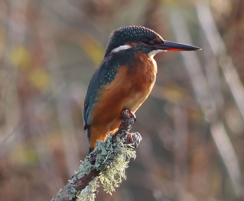Kingfisher-58893452