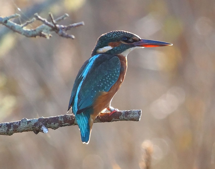 Kingfisher-64573478