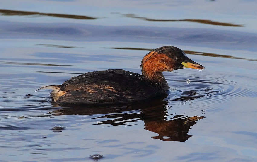 Little-Grebe-58783453