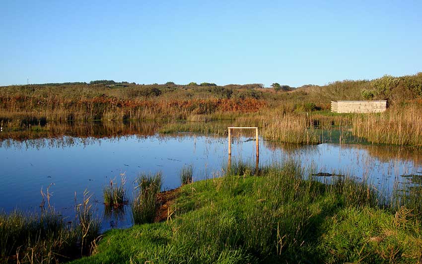 Lower-Moors-17363493