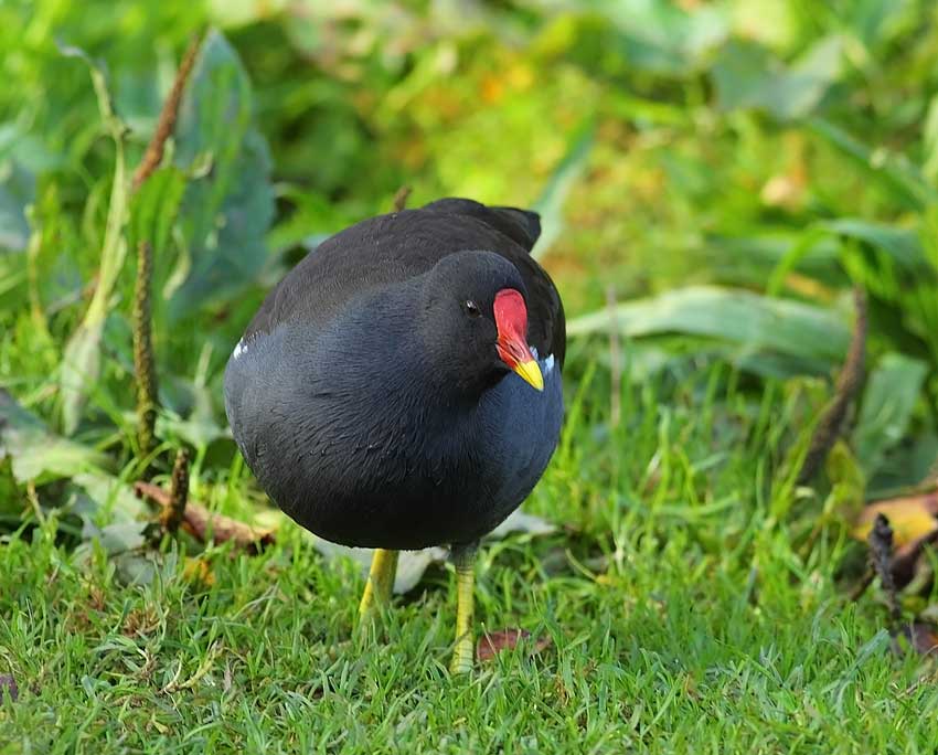 Moorhen-63503475