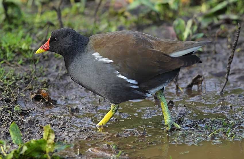 Moorhen-63653474