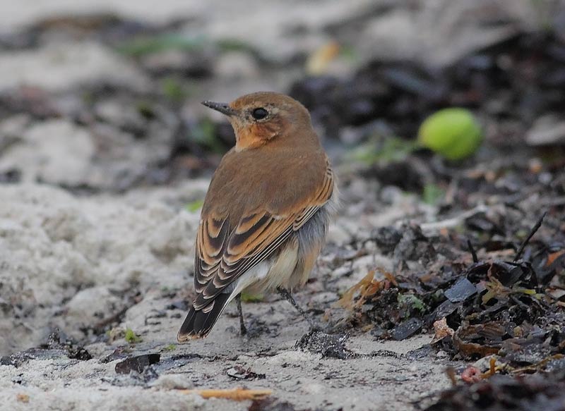 Northern-Wheatear-59253456