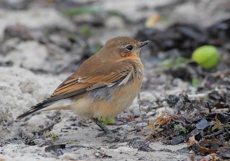Northern-Wheatear-59303457