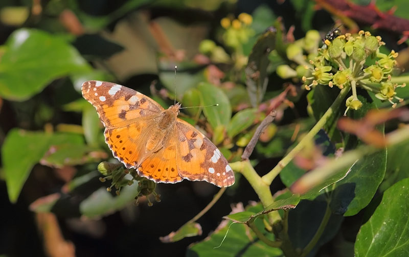 Painted-Lady-57013446