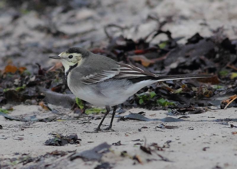 Pied-Wagtail-59013454