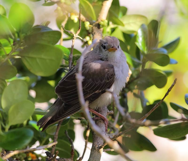 Rosy-Starling-59913460
