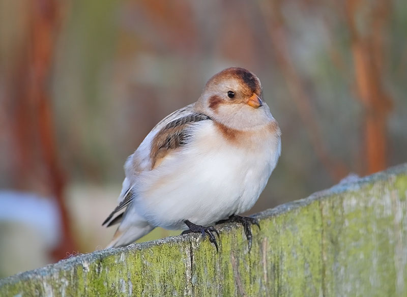 Snow-Bunting-43143310