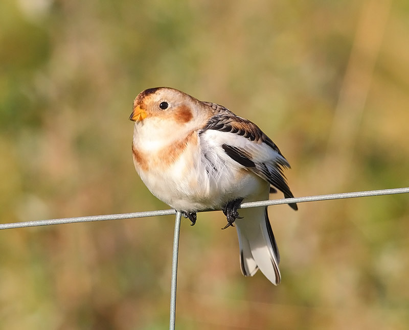 Snow-Bunting-43923317