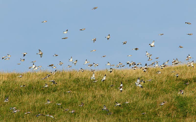 Snow-Bunting-Flock-36663376
