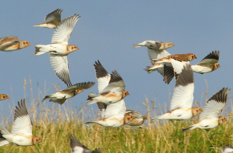 Snow-Bunting-Flock-36893379