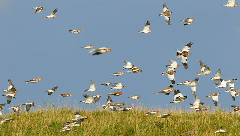 Snow-Bunting-Flock-36943380
