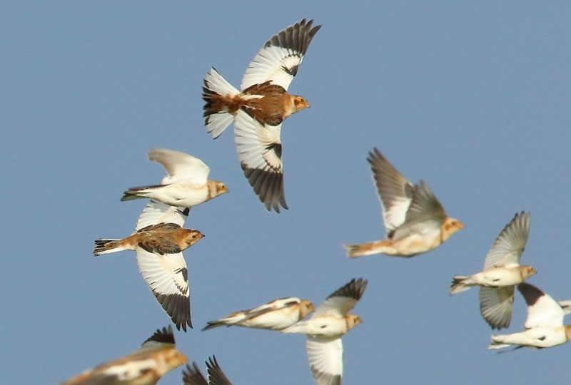 Snow-Bunting-Flock2-36943380