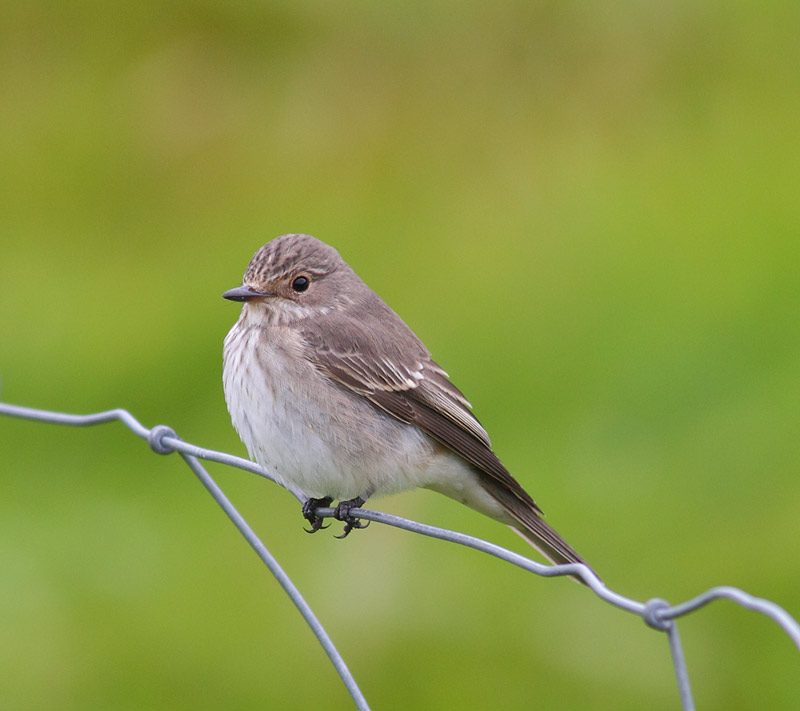 Spotted-Flycatcher-41423300