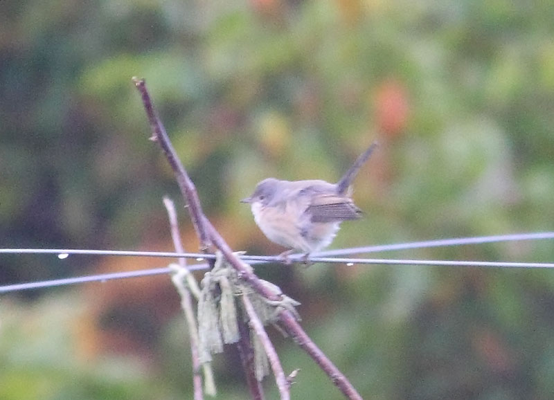 Subalpine-Warbler-65623481