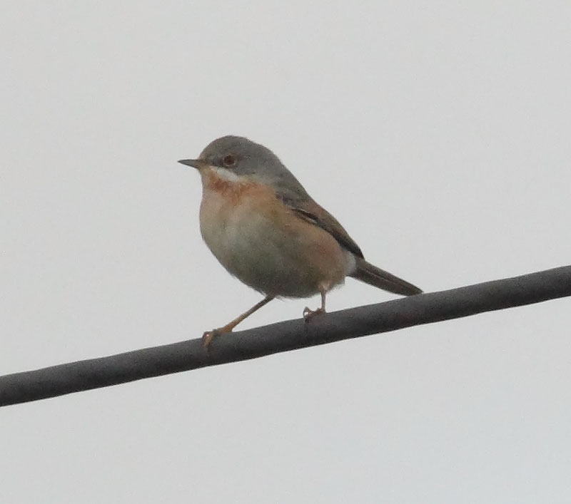 Subalpine-Yell-48013340