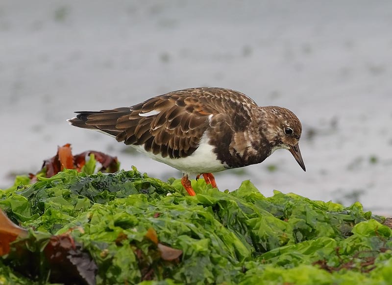 Turnstone-61253468