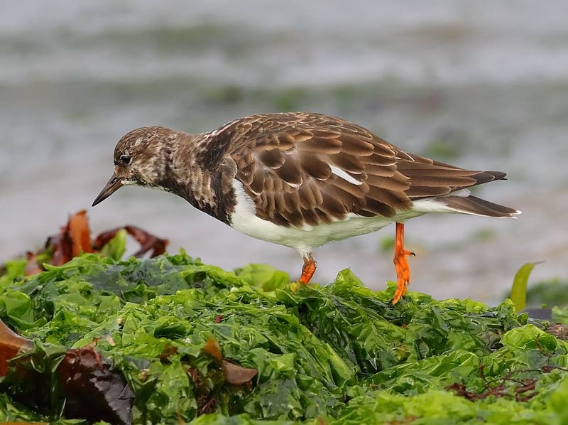 Turnstone-61313469