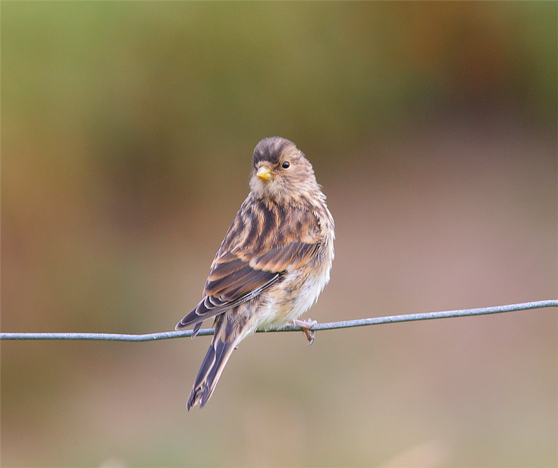 Twite-Skaw-36463272