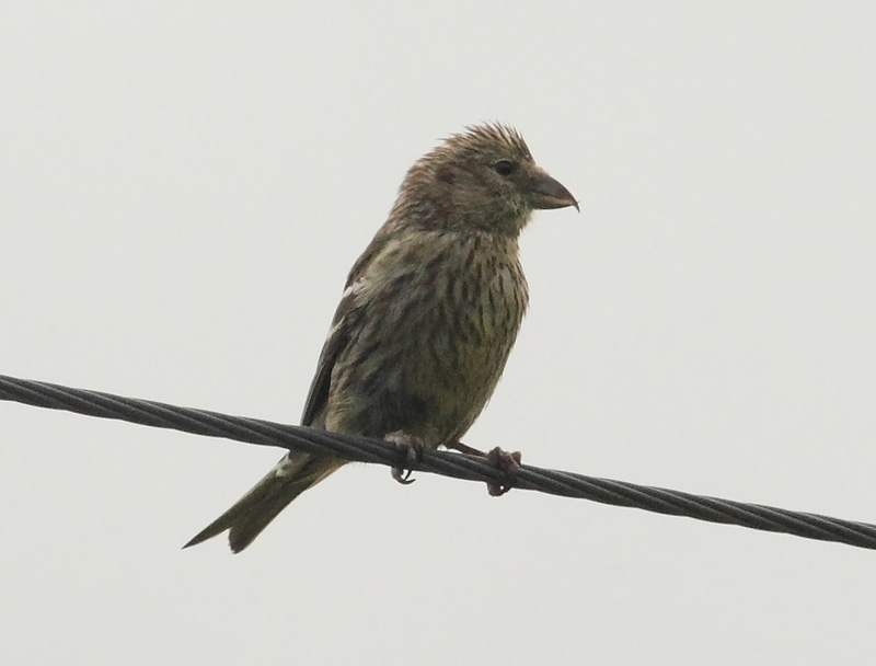 Two-barred-Crossbill-39343283