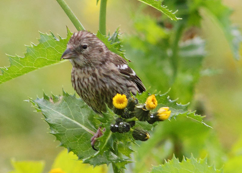 Two-barred-Crossbill-39673286