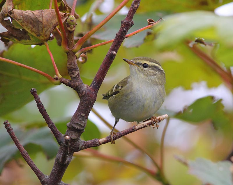 Yellow-browed-46493325