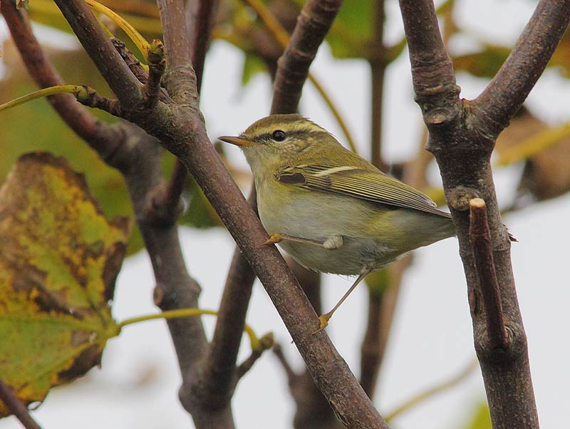 Yellow-browed-46663327