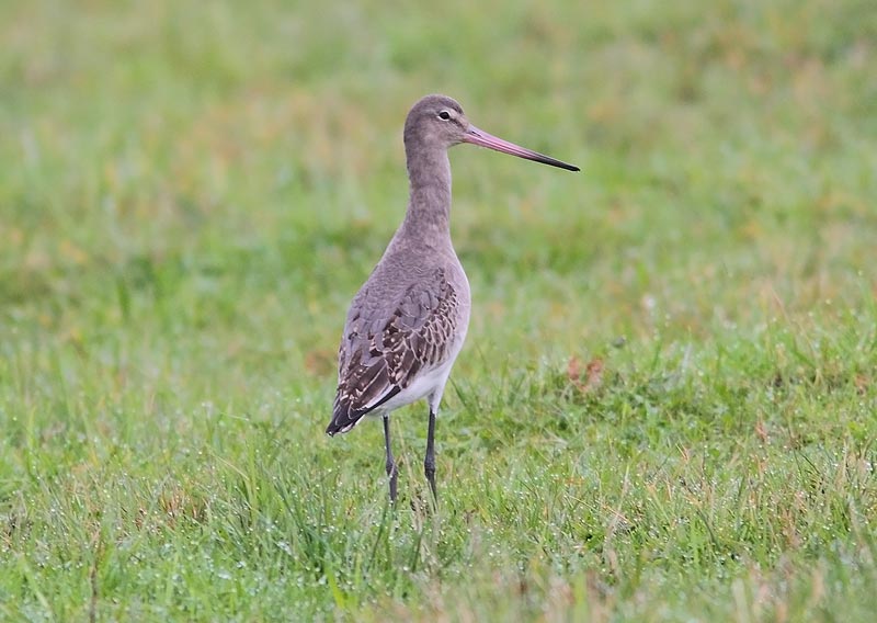 BLK-T-Godwit-66093505