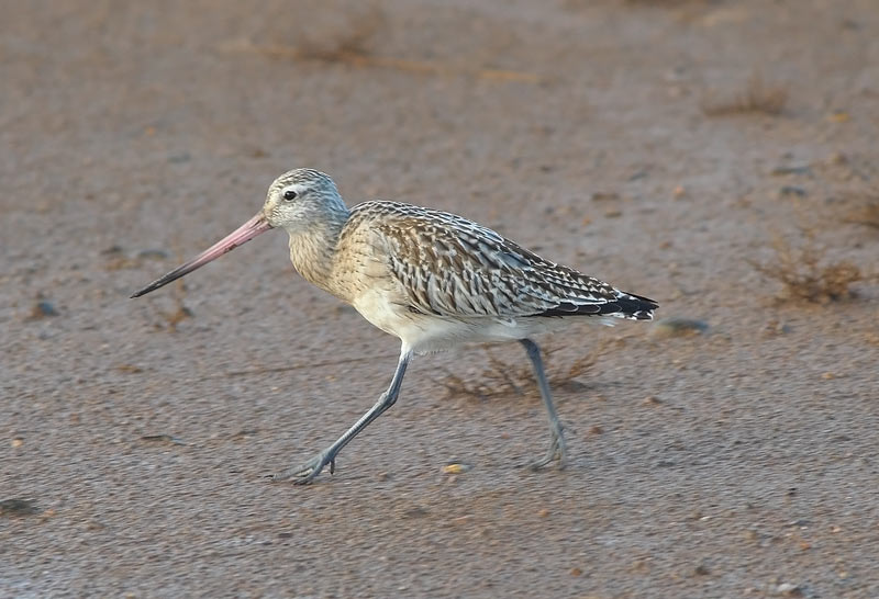 Bar-T-Godwit-66883511