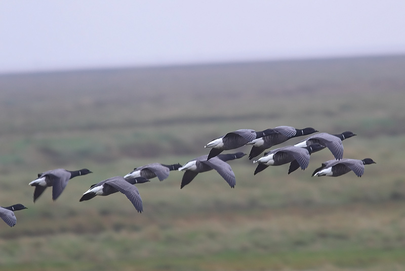 Brent-Geese-66273506