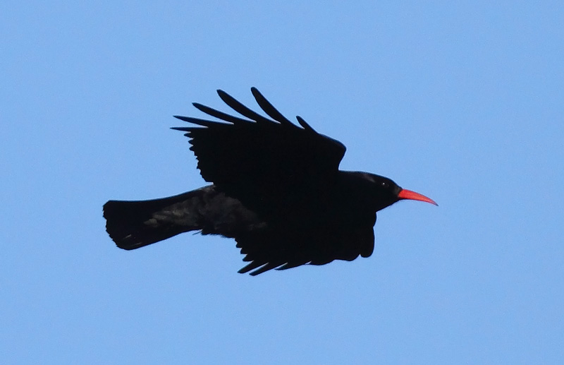 Chough-76723569