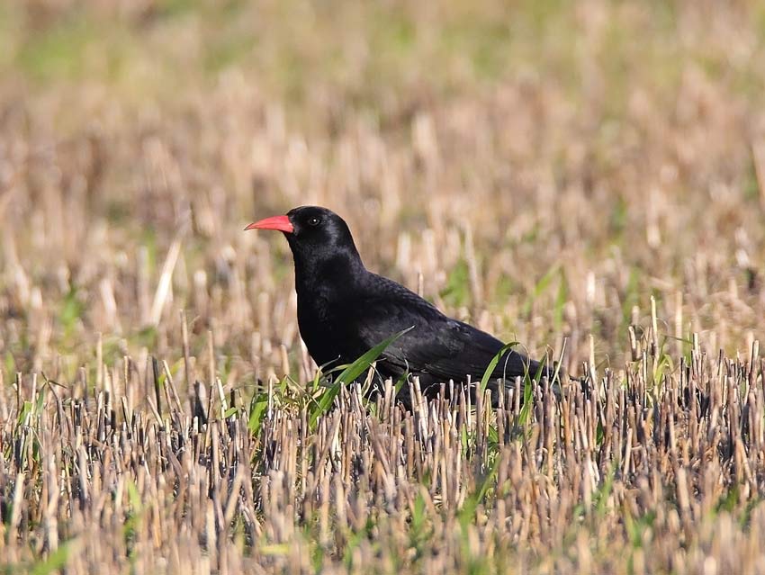 Chough-76943571