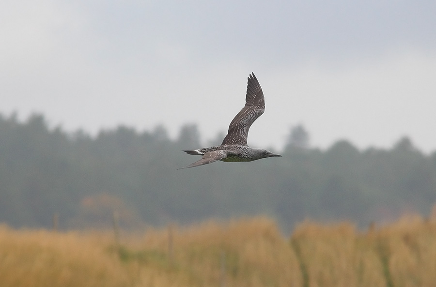 Gannet-74133556