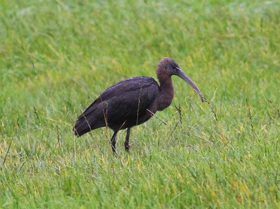 Glossy-Ibis-67833513
