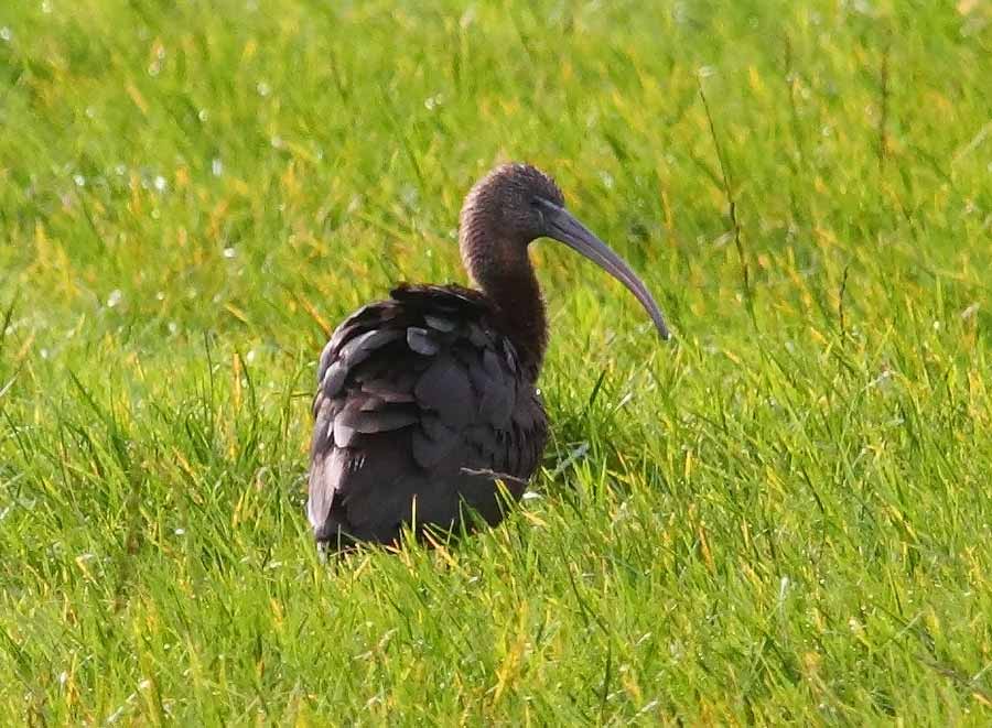 Glossy-Ibis-68723512