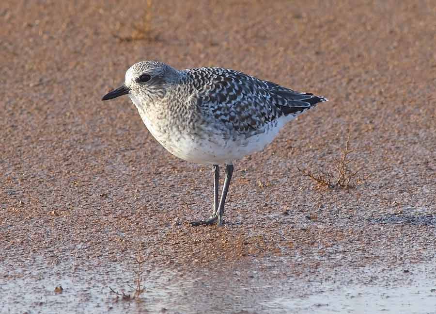 Grey-Plover-66543507