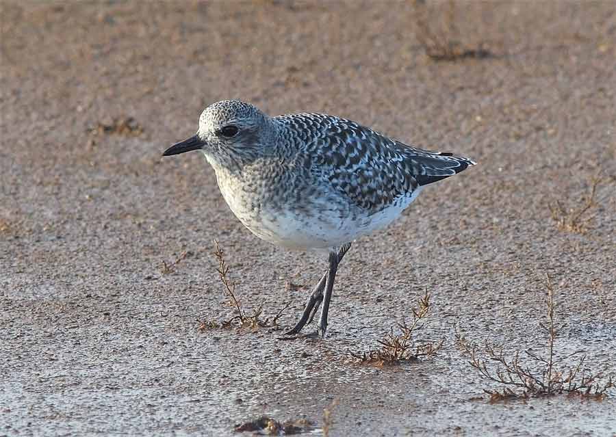 Grey-Plover-66653509