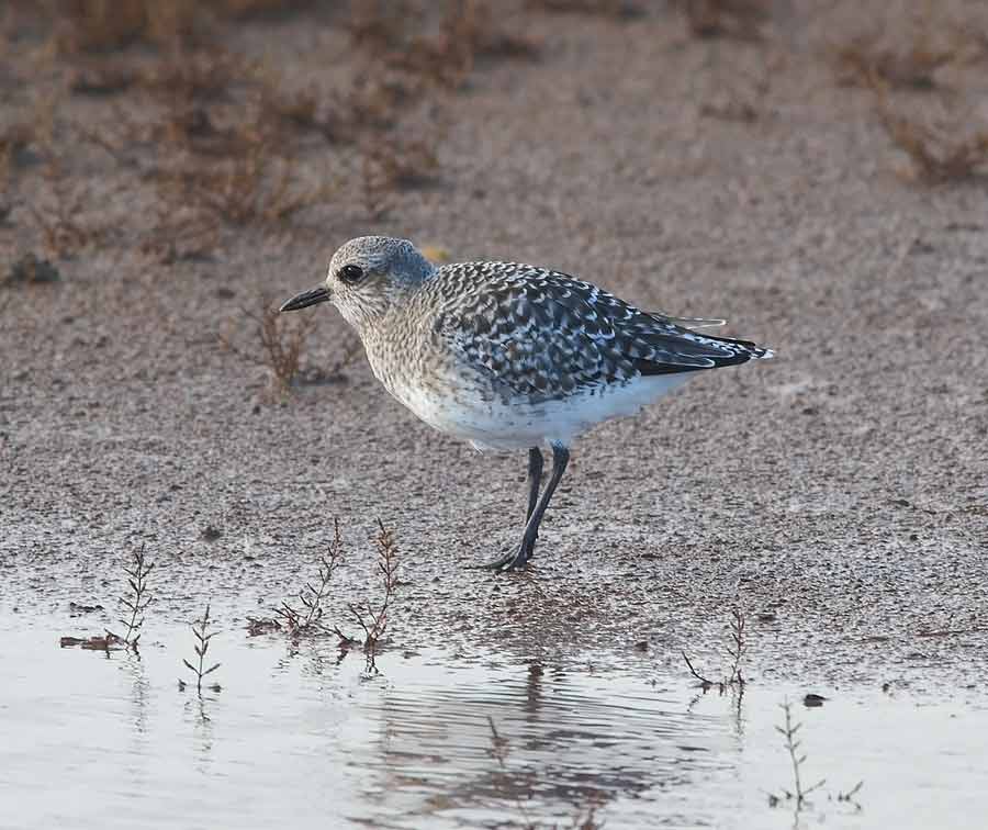 Grey-Plover-66733508
