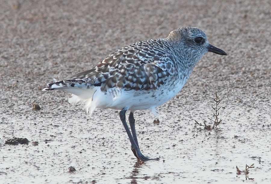 Grey-Plover-66773510