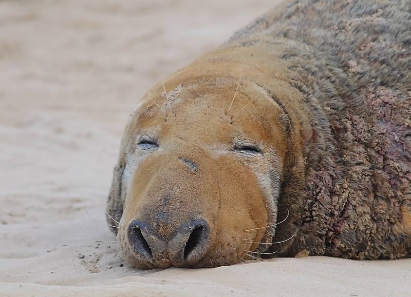 Grey-Seal-71633530