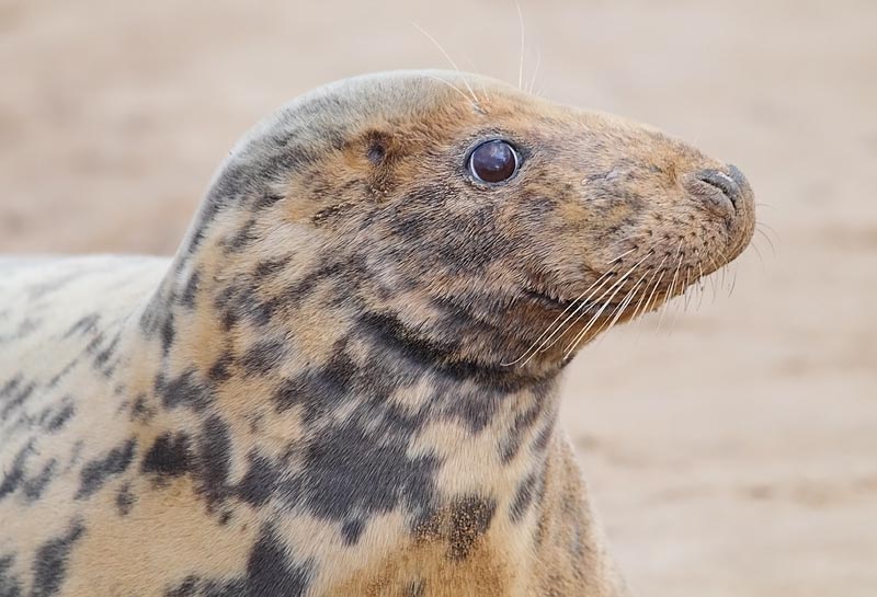 Grey-Seal-71813532