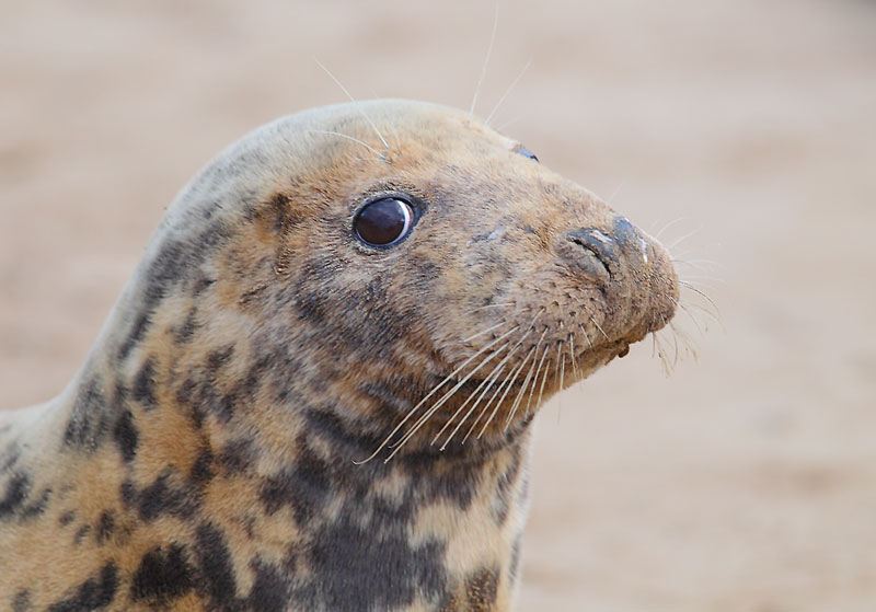 Grey-Seal-71893533