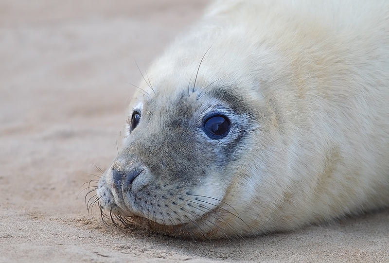 Grey-Seal-72053536