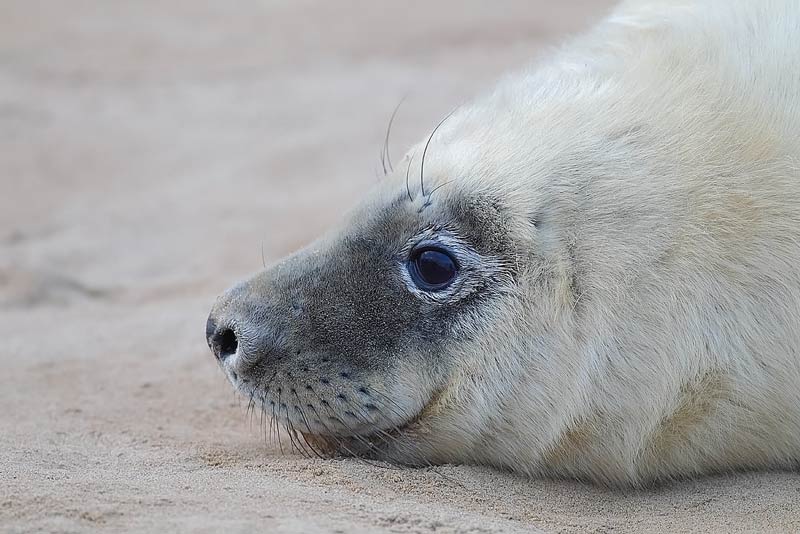 Grey-Seal-72073537